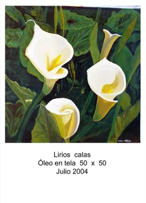 Lirios calas